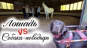 Сможет ли незрячая девушка заставить лошадь слушаться? Эксперимент в КСК "Новополье" и студенты ЛГУ