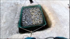 Самая Лучшая Зимняя Рыбалка 2026 на реке Амур. Просто Поймали Тонну Рыбы Сети + Паук Лучший Улов