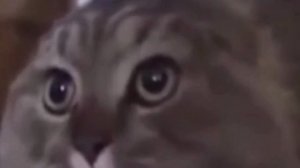 Спасибо за 5 подписчиков! 🎉🎉🎉