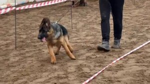 БЕБИ КОБЕЛИ / КЧК ВОЛОГДА 4 апреля`26 А.Буйнова Моно немецких овчарок