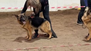 МОЛОДЫЕ СУКИ / КЧК ВОЛОГДА 4 апреля`26 А.Буйнова Моно немецких овчарок