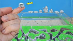 Микро посуда для муравьев! Какую еду выберут муравьи