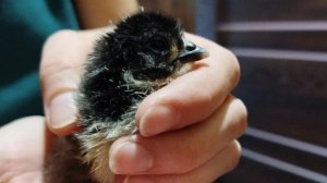 Вылупление цыплят🐣🐥🐤