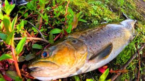 Ловля форели в небольшом мелководном ручье в Новой Зеландии