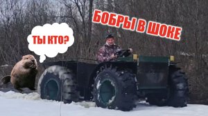 Обзор и возможности караката. Пугаем бобров!