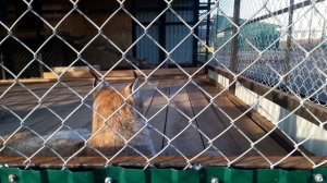 Рысь. Рыси отдыхают в клетке