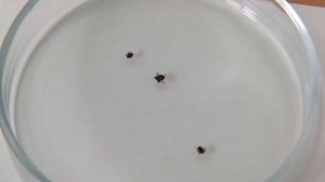 Хакасию атакуют клещи