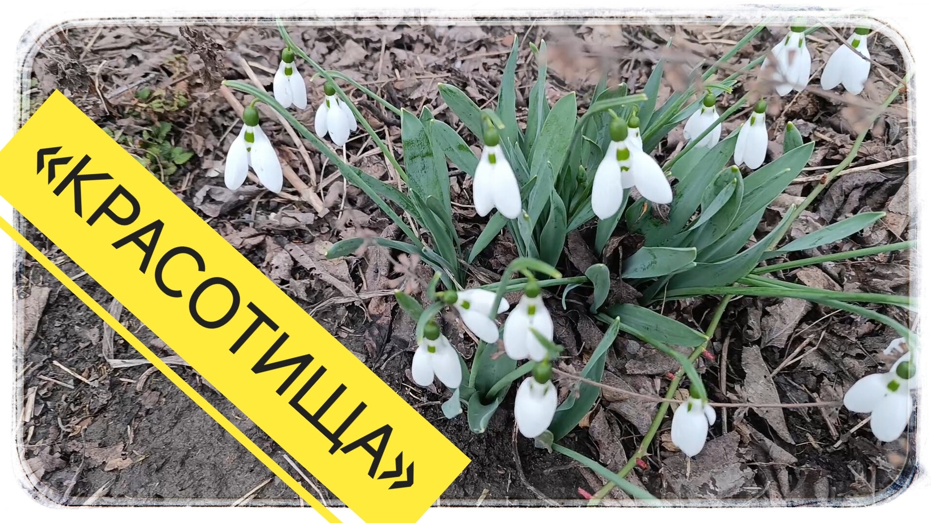 Ландыш это или нет но всё равно красиво!