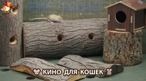 Видео для кошек про крысок развлекать питомцев 🐭🐀😂 (497)