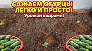 Сажаем ОГУРЦЫ в Сибири вот так! Простая посадка огурцов на большой урожай.