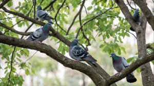 Голуби целуются. 25-03-2026