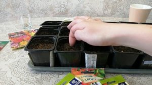 Сеем перцы и баклажаны.