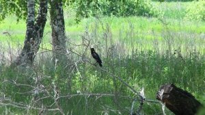 Птенец сороки