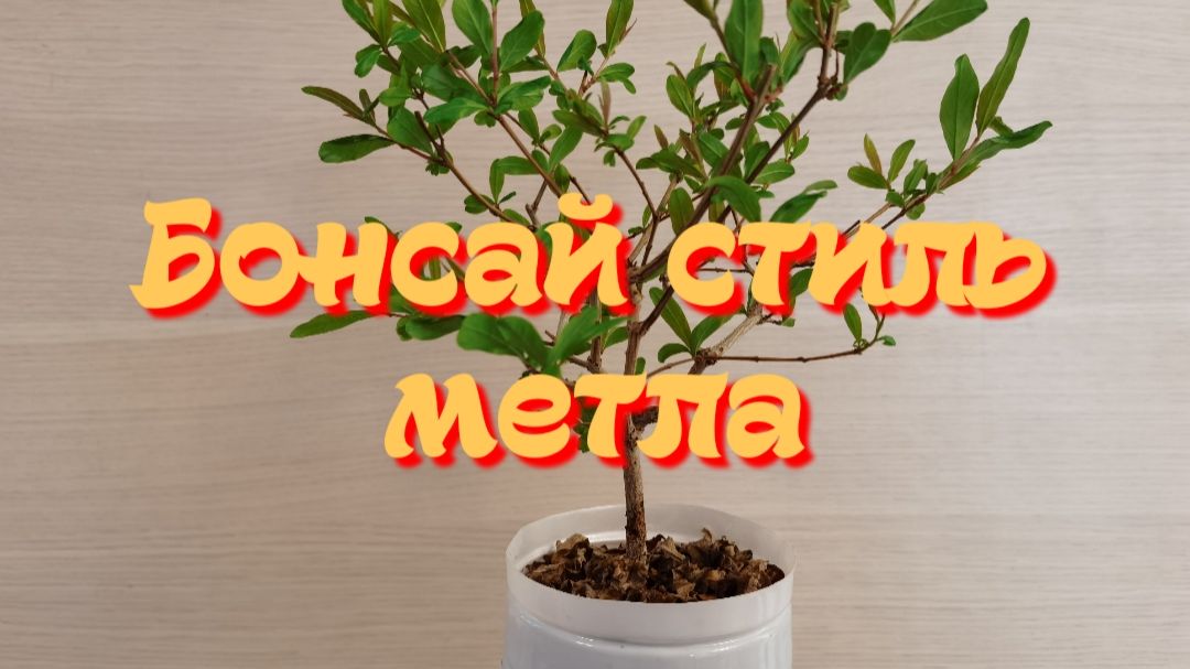 Бонсай стиль метла
