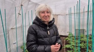 Томаты в летней теплице цветут, наросли пасынки