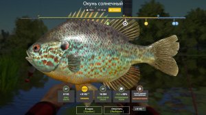 ОКУНЬ СОЛНЕЧНЫЙ ТРОФЕЙНЫЙ!!!СЕВЕРСКИЙ ДОНЕЦ - РУССКАЯ РЫБАЛКА 4