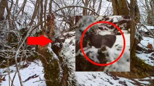 Страшные видео с Жуткими зверями в лесах - Неизвестные животные