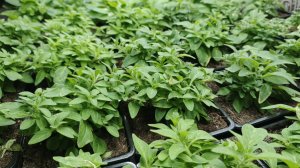 РАССЫЛКА ЧЕРЕНКОВ ХРИЗАНТЕМЫ ИДЕТ ПОЛНЫМ ХОДОМ. ПЕТУНИЮ ФОРМИРУЮ ПРИ ПОМОЩИ ПРИЩИПКИ.