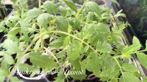 Апрель. Рассада овощей и не только