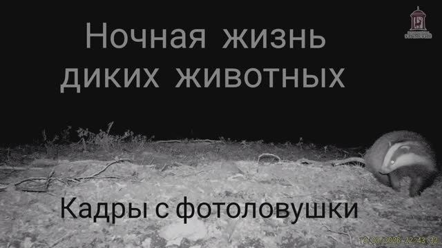 Ночная жизнь диких животных