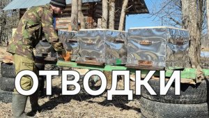 Погода радует /// Очень ранние отводки