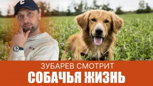 ЗУБАРЕВ СМОТРИТ ▶ СОБАЧЬЯ ЖИЗНЬ ЛУЧШЕЕ С ПОСМОТРА