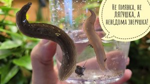 Из горшка с цветочком вылезло неведомое ЭТО! Что ко мне приехало из Европы в апельсине? Не Чебурашка