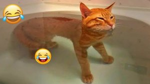 КОШКИ ЗАБЫВАЮТ ДУМАТЬ! СМЕШНЫЕ КОШКИ! ПРИКОЛЫ! РЖАКА!