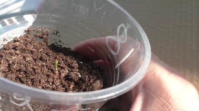 Если рассада без точки роста