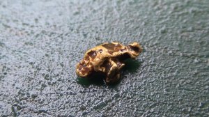 Саморок из ручья после ливня!