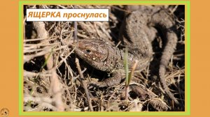 Ящерка проснулась и вышла из-под земли на солнце. 23.03.26