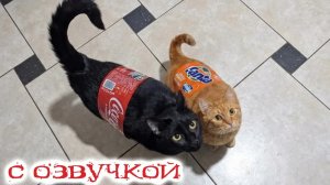 Приколы с котами! С ОЗВУЧКОЙ! СМЕШНЫЕ КОТЫ! Самые смешные животные!!
