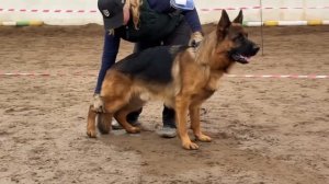 3 Оч/хор XANO v. Zellwaldrand №4 / КЧК ВОЛОГДА 4 апреля`26 А.Буйнова Моно немецких овчарок