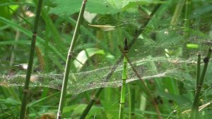 Паутина в летнем лесу. Релакс 11