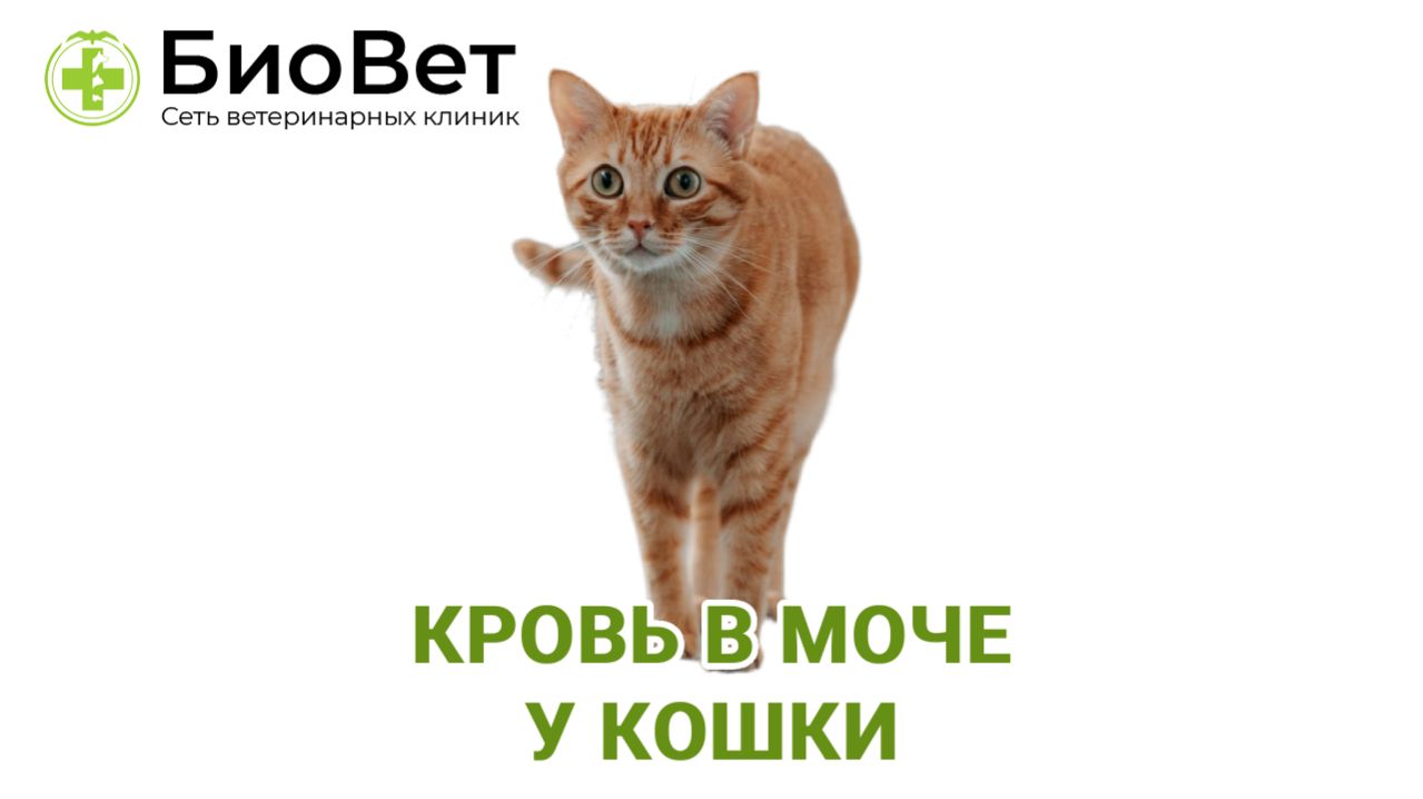 Кровь в моче у кошки