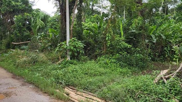 Джунгли, джунгли 1