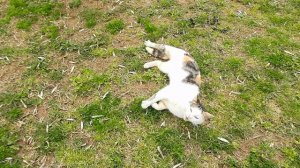 Абхазия.Дранда.