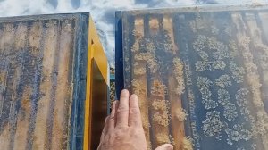 Положение дел на пасеке в конце января