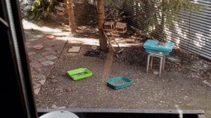 кормим диких животных