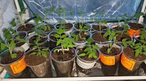 Обзор рассады томатов на продажу