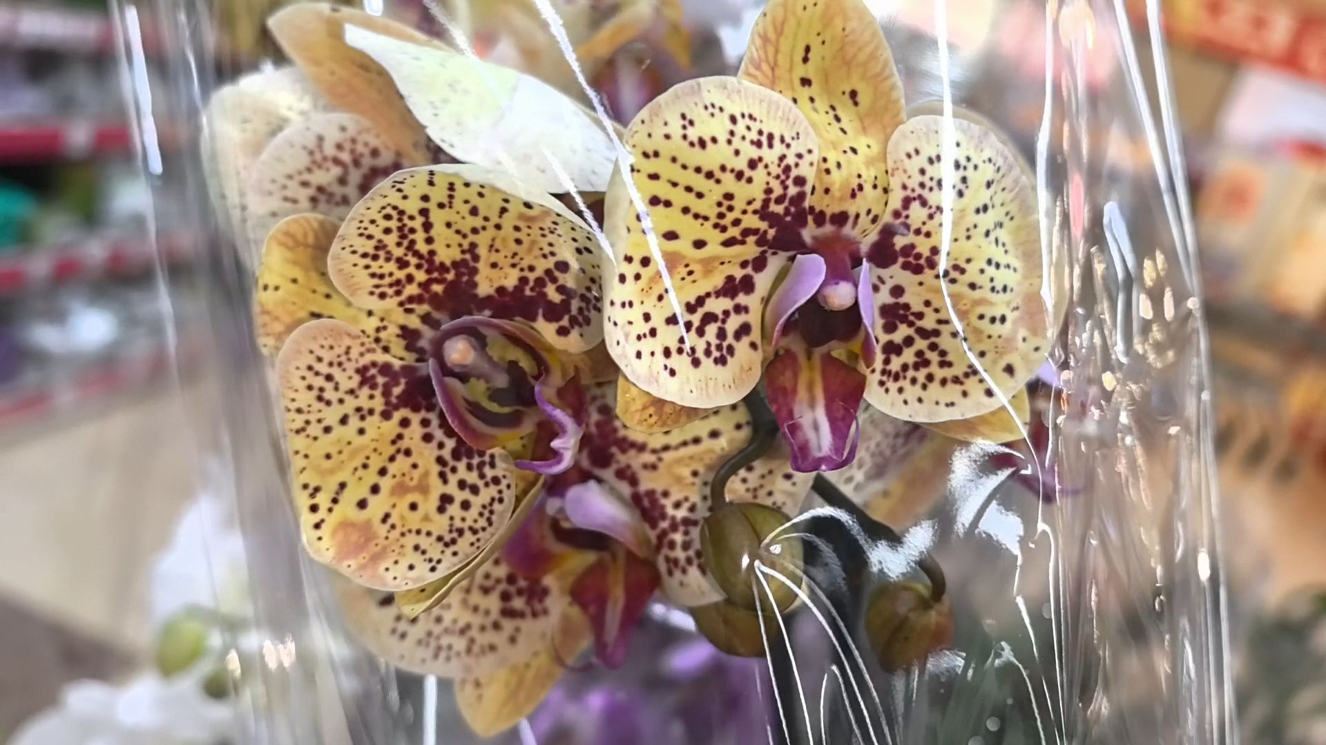 Обзор нового поступления орхидей в маркеты города. Любуемся дальше.