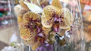 Обзор нового поступления орхидей в маркеты города. Любуемся дальше.