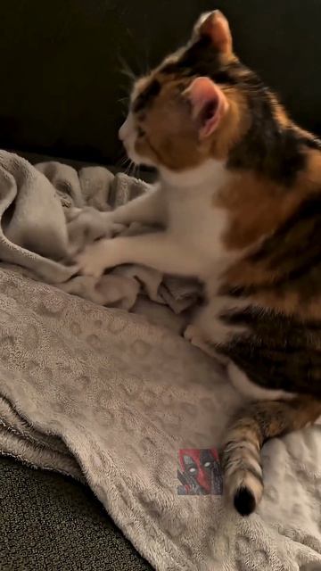 Крик души 😼🫶😎