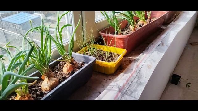 Вареники с картошкой. Мои покупки, распаковка. Воспоминания о Казахстане.