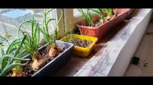 Вареники с картошкой. Мои покупки, распаковка. Воспоминания о Казахстане.