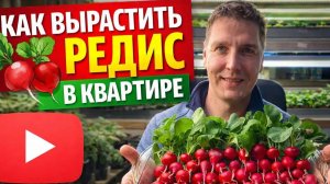 Как вырастить редис в квартире