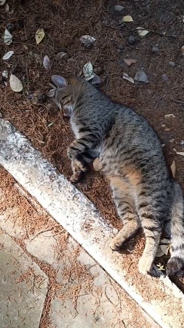 БАЛОВАННЫЕ КРЫМСКИЕ КОТЫ...