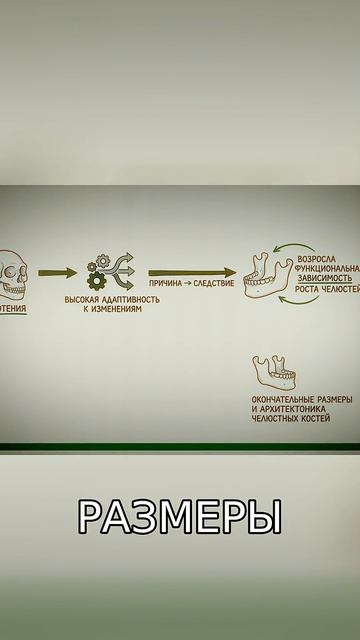 Почему рост челюсти создает проблемы