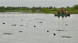 ГОРБУША МАССОВО ПОДНИМАЕТСЯ НА НЕРЕСТ! РЫБАЛКА НА КАМЧАТКЕ