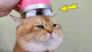 6 САМЫХ ПРИКОЛЬНЫХ ИГРУШЕК ДЛЯ КОШЕК С АЛИЭКСПРЕСС!